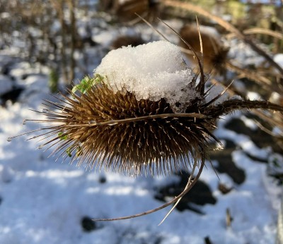 Inspirerend! Prikkelarme, mens- en natuurinclusieve, toffe en zinvolle Kruidenwerkplaats