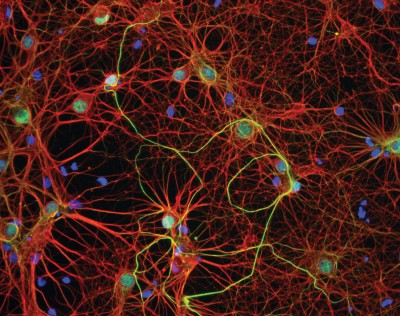 ‘Brains networking event’ in Utrecht op 16 maart 2026